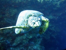 18 Hawksbill Sea Turtle IMG 3127